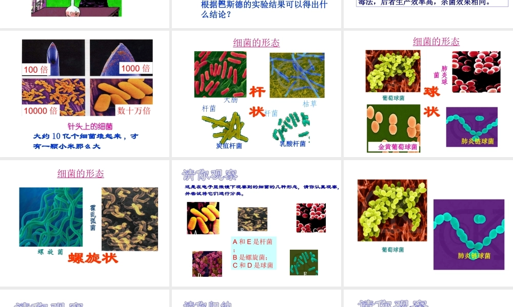 八年级生物上册 第二节细菌课件 人教新课标版