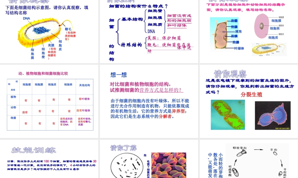 八年级生物上册 第二节细菌课件 人教新课标版