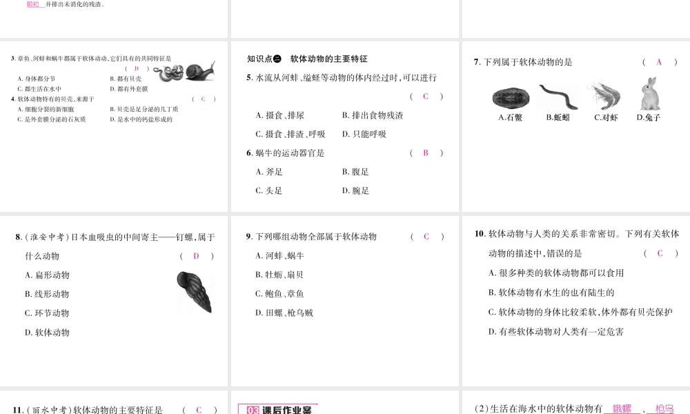 八年级生物上册 第五单元 第1章 第三节 软体动物和节肢动物（第1课时 软体动物）课件 （新版）新人教版-（新版）新人教版初中八年级上册生物课件