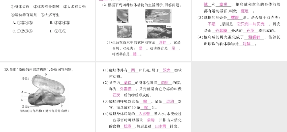 八年级生物上册 第五单元 第1章 第三节 软体动物和节肢动物（第1课时 软体动物）课件 （新版）新人教版-（新版）新人教版初中八年级上册生物课件