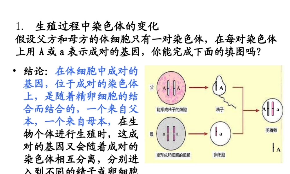 八年级生物上册 第二十章 第四节 性别和性别决定课件 北师大版