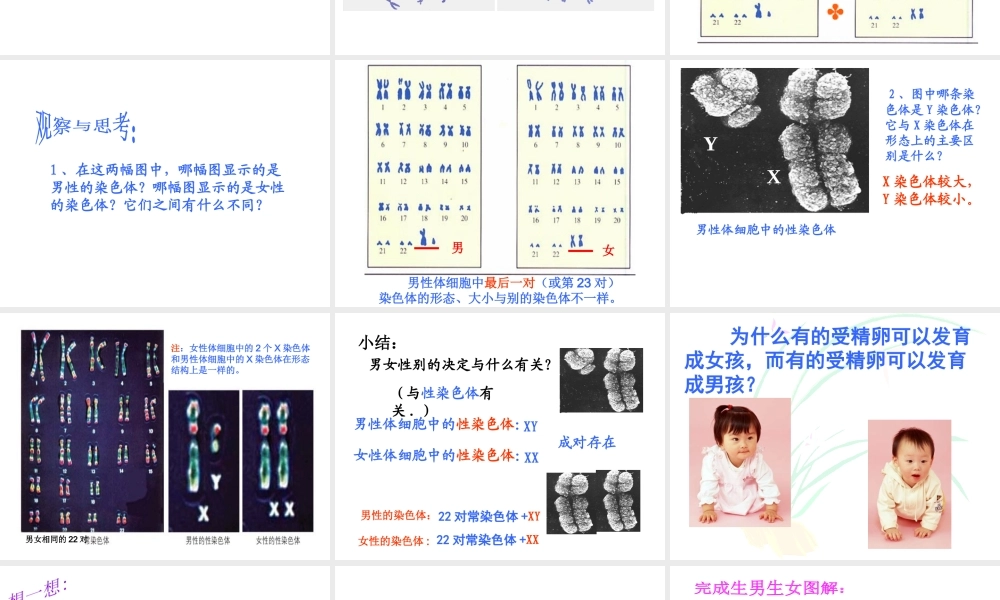 八年级生物上册 第二十章 第四节 性别和性别决定课件 北师大版