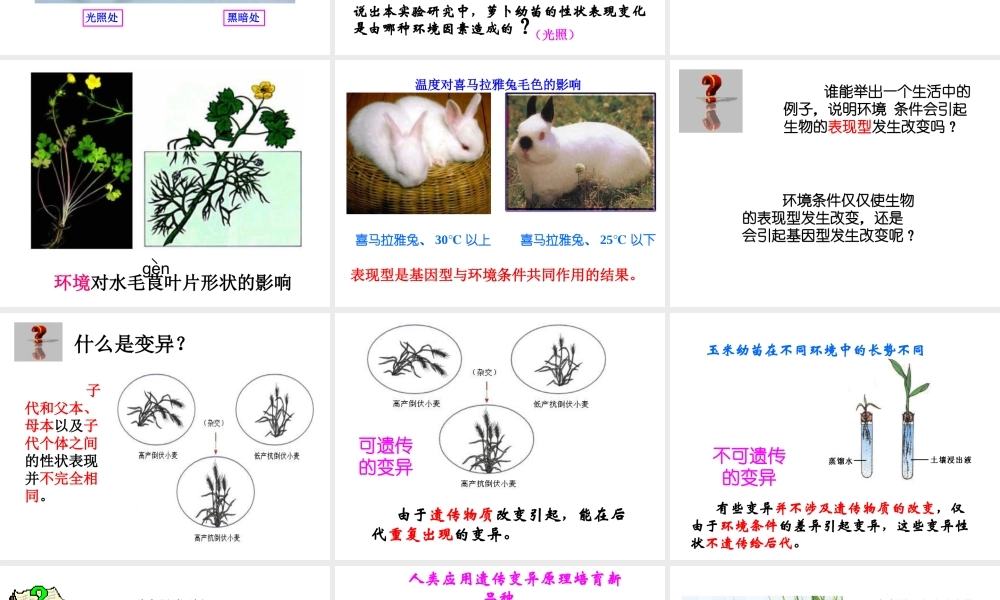 八年级生物上册 第二十章 第五节 遗传与环境课件 北师大版