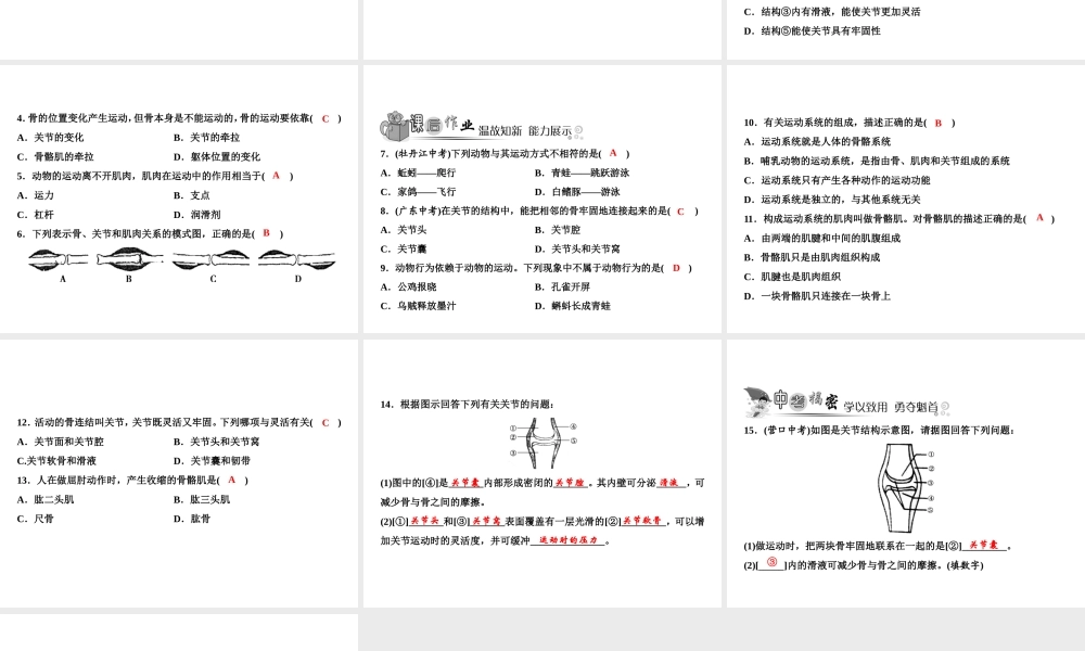 八年级生物上册 第5单元 第2章 第1节 动物的运动（第1课时 运动系统的组成）习题课件 （新版）新人教版-（新版）新人教版初中八年级上册生物课件