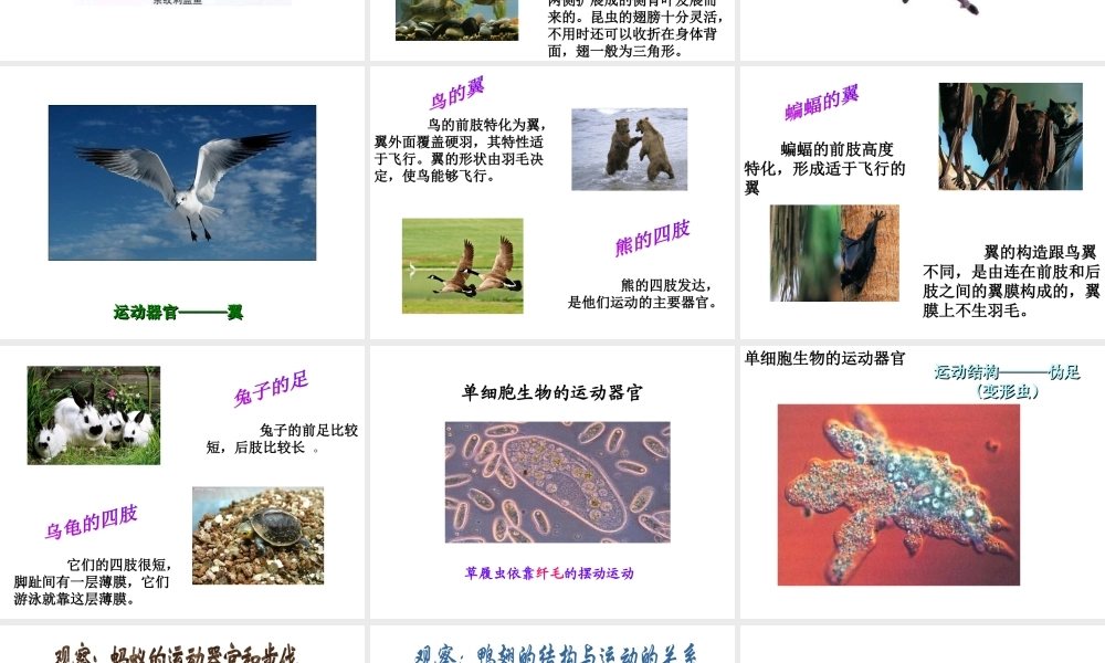 八年级生物上册 第6单元动物的运动和行为课件 苏教版