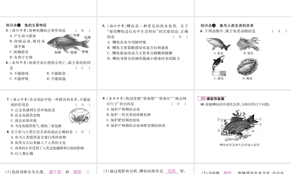 八年级生物上册 第五单元 第1章 第四节 鱼课件 （新版）新人教版-（新版）新人教版初中八年级上册生物课件