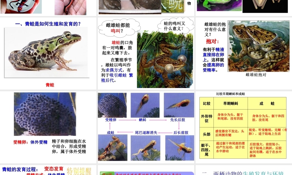 八年级生物上册 第二章 第二节 两栖动物的生殖和发育课件 （新版）济南版