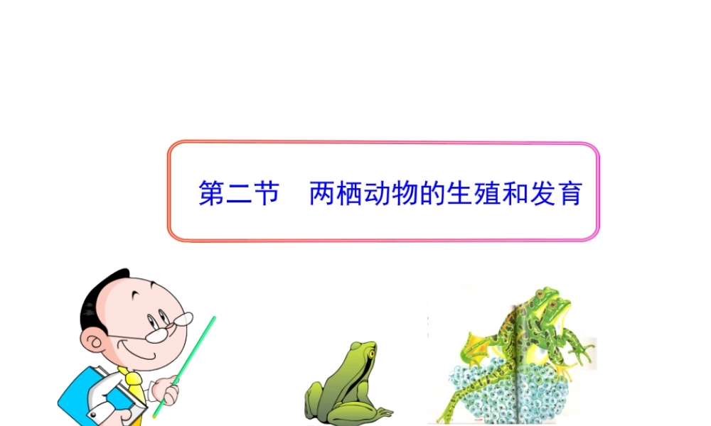 八年级生物上册 第二章 第二节 两栖动物的生殖和发育课件 济南版