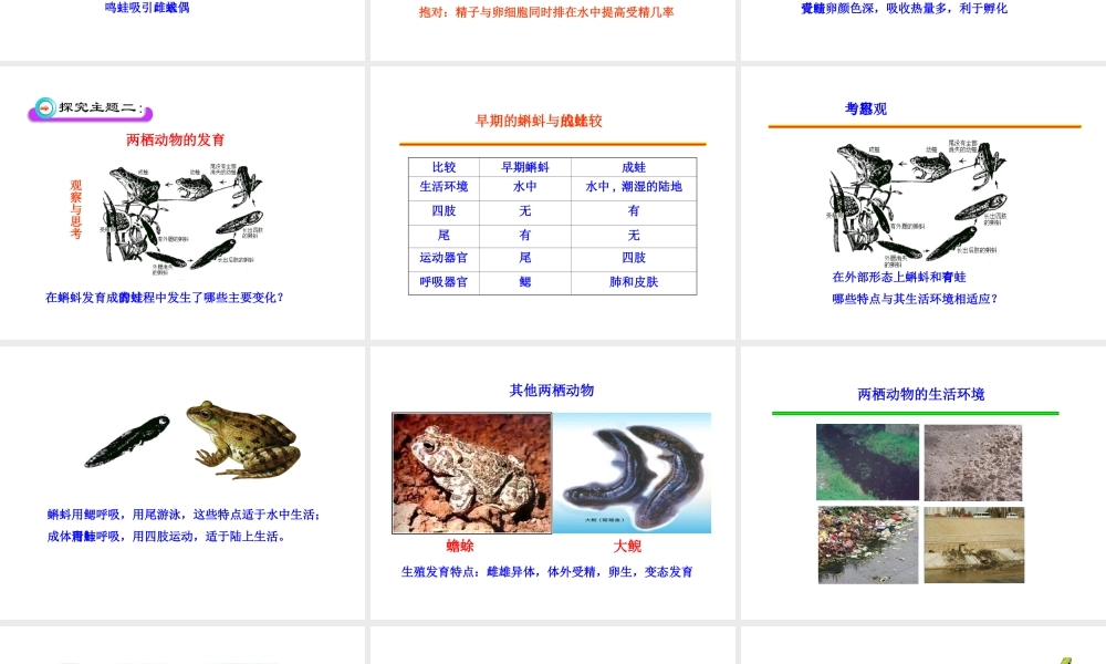 八年级生物上册 第二章 第二节 两栖动物的生殖和发育课件 济南版