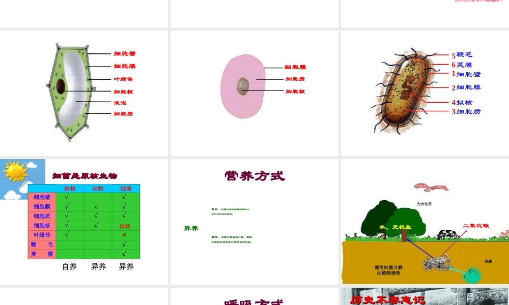 八年级生物上册 第五单元 第一章 第1节《细菌》复习课件 （新版）冀教版-（新版）冀教版初中八年级上册生物课件