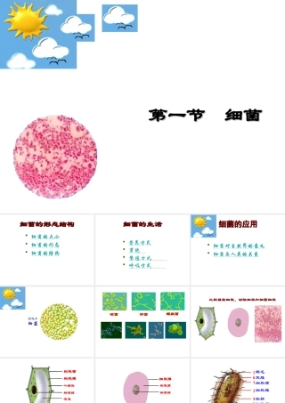 八年级生物上册 第五单元 第一章 第1节《细菌》复习课件 （新版）冀教版-（新版）冀教版初中八年级上册生物课件