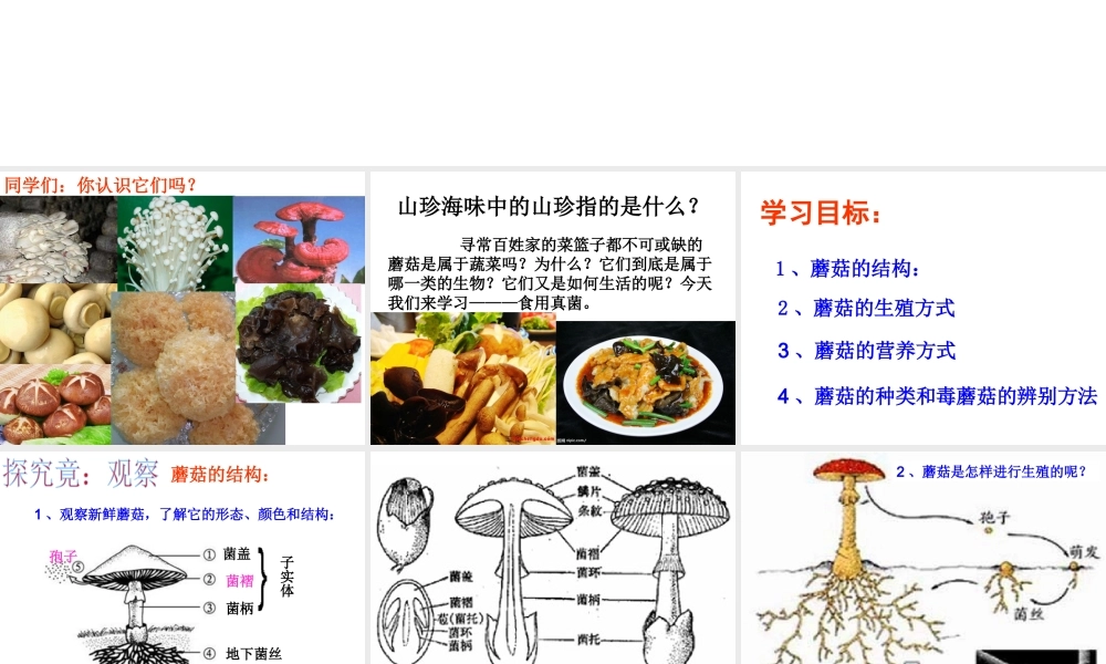 八年级生物上册 第二章 第二节 食用真菌课件 冀教版