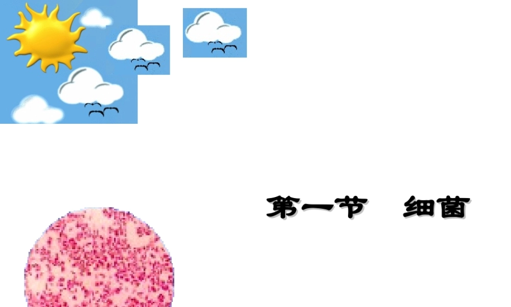 八年级生物上册 第五单元 第一章 第1节《细菌》复习课件 （新版）冀教版-（新版）冀教级上册生物课件