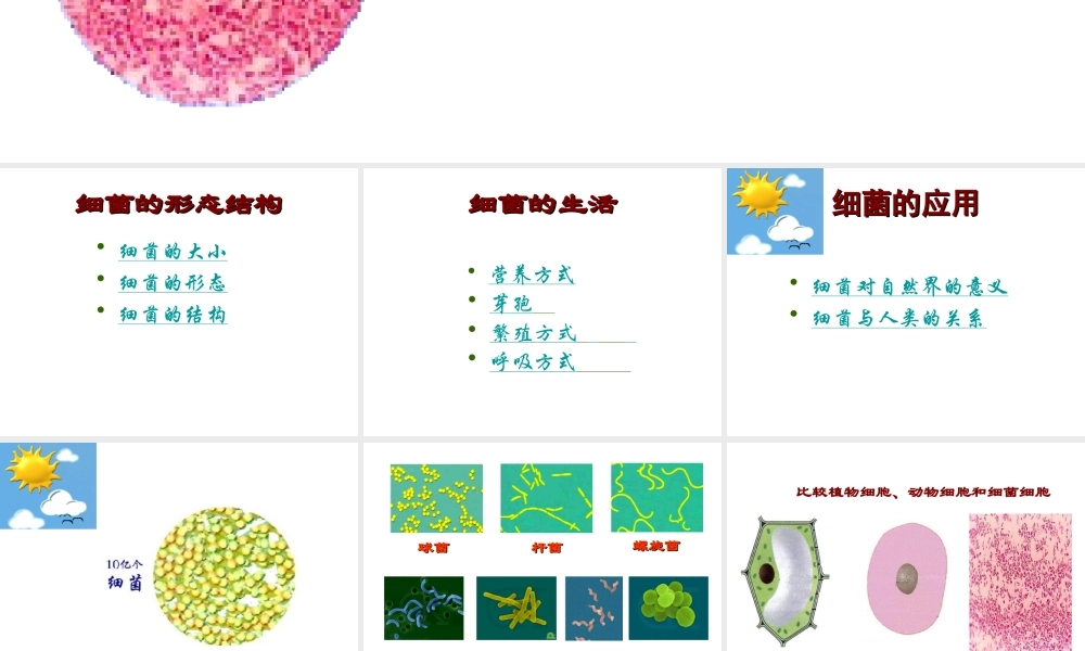 八年级生物上册 第五单元 第一章 第1节《细菌》复习课件 （新版）冀教版-（新版）冀教级上册生物课件