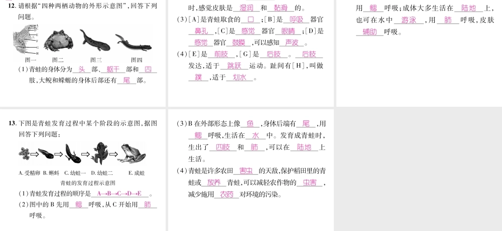 八年级生物上册 第五单元 第1章 第五节 两栖动物和爬行（第1课时 两栖动物）课件 （新版）新人教版-（新版）新人教版初中八年级上册生物课件