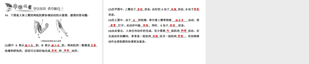 八年级生物上册 第5单元 第2章 第1节 动物的运动（第2课时 运动的产生）习题课件 （新版）新人教版-（新版）新人教级上册生物课件