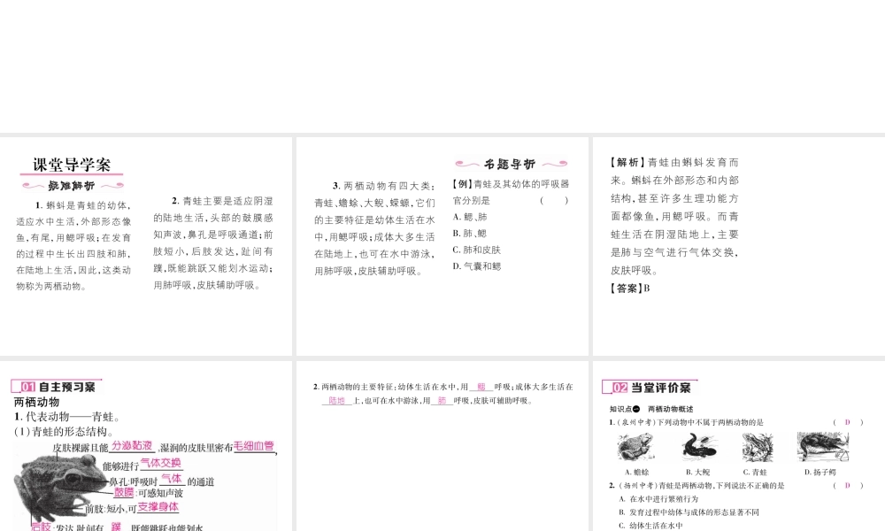 八年级生物上册 第五单元 第1章 第五节 两栖动物和爬行（第1课时 两栖动物）课件 （新版）新人教版-（新版）新人教级上册生物课件