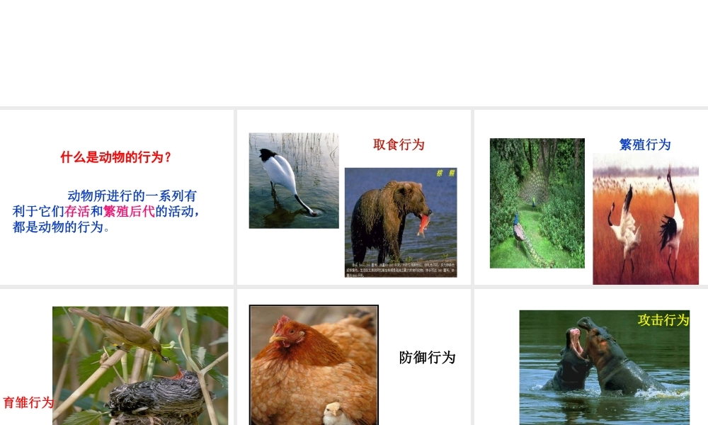 八年级生物上册 第二章 第二节 先天性行为和学习行为课件 新人教版