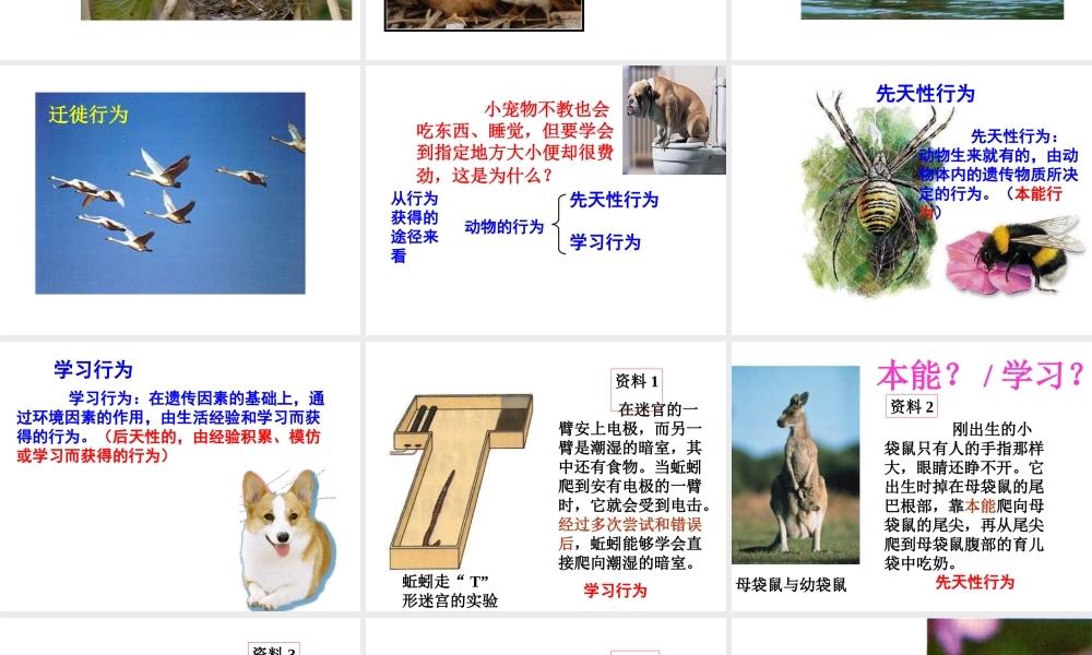 八年级生物上册 第二章 第二节 先天性行为和学习行为课件 新人教版