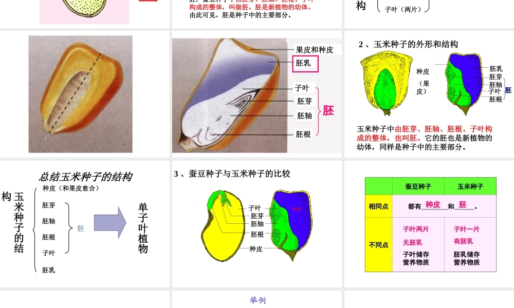 八年级生物上册 第7单元 第19章 第2节 植物的生长发育课件1 （新版）苏科版-（新版）苏科版初中八年级上册生物课件