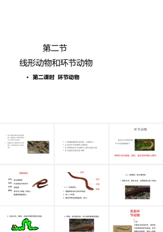 八年级生物上册 第五单元 第一章 第2节《线形动物和环节动物（第2课时）》课件 （新版）新人教版-（新版）新人教版初中八年级上册生物课件