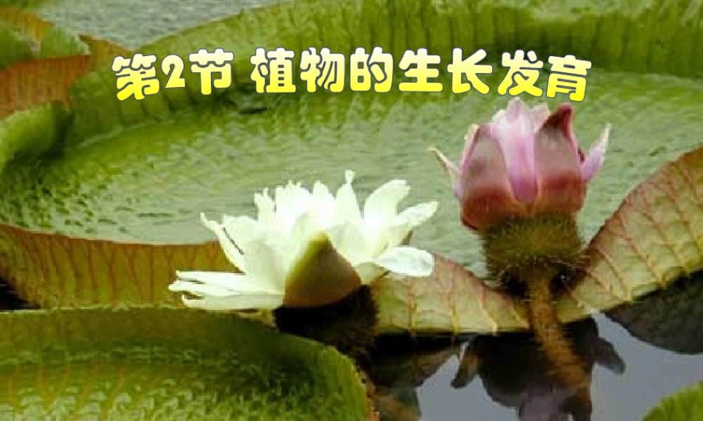八年级生物上册 第7单元 第19章 第2节 植物的生长发育课件1 （新版）苏科版-（新版）苏科级上册生物课件