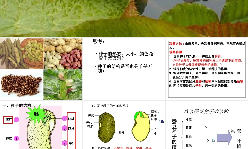 八年级生物上册 第7单元 第19章 第2节 植物的生长发育课件1 （新版）苏科版-（新版）苏科级上册生物课件