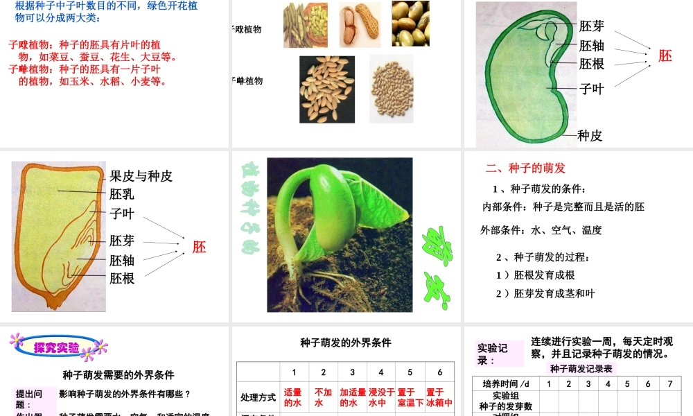 八年级生物上册 第7单元 第19章 第2节 植物的生长发育课件1 （新版）苏科版-（新版）苏科级上册生物课件