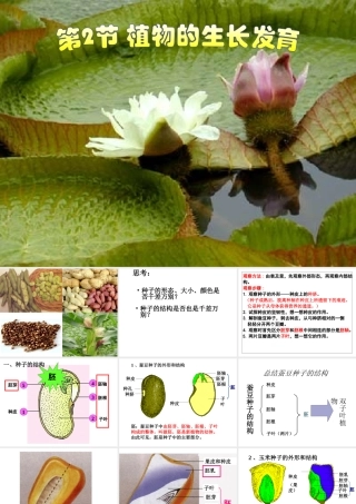 八年级生物上册 第7单元 第19章 第2节 植物的生长发育课件1 （新版）苏科版-（新版）苏科级上册生物课件