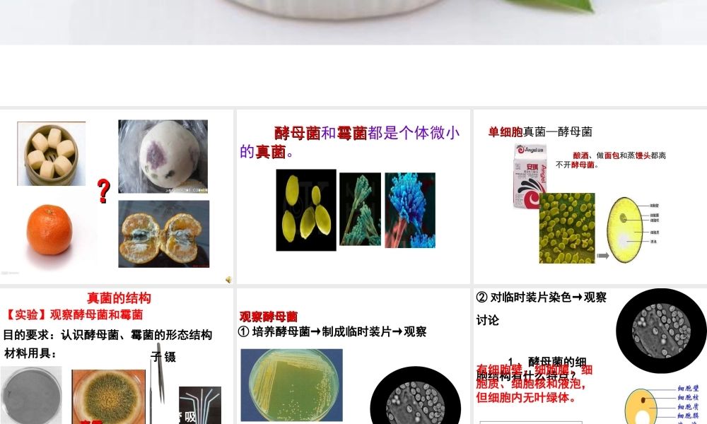 八年级生物上册 第5单元 第2章 第1节 酵母菌和霉菌课件 （新版）冀教版-（新版）冀教版初中八年级上册生物课件