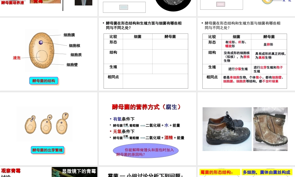 八年级生物上册 第5单元 第2章 第1节 酵母菌和霉菌课件 （新版）冀教版-（新版）冀教版初中八年级上册生物课件