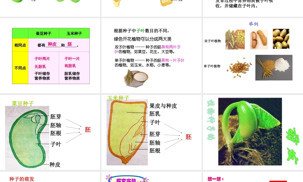 八年级生物上册 第7单元 第19章 第2节 植物的生长发育课件2 （新版）苏科版-（新版）苏科版初中八年级上册生物课件