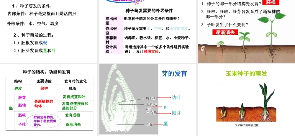 八年级生物上册 第7单元 第19章 第2节 植物的生长发育课件2 （新版）苏科版-（新版）苏科版初中八年级上册生物课件