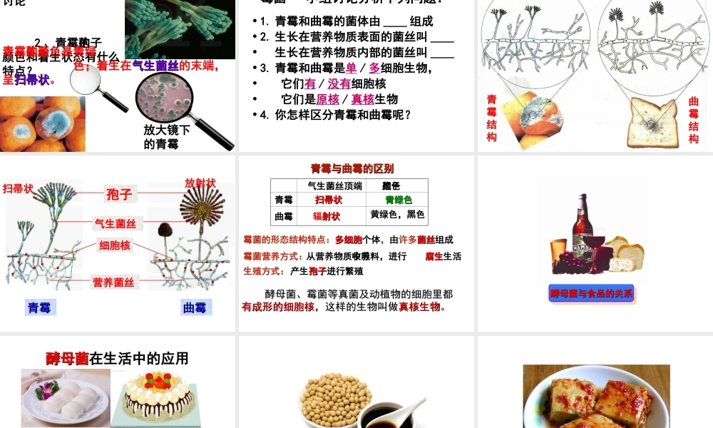 八年级生物上册 第5单元 第2章 第1节 酵母菌和霉菌课件 （新版）冀教版-（新版）冀教级上册生物课件