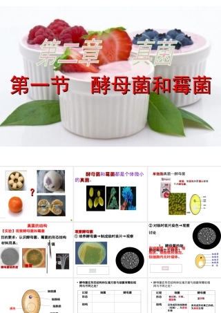 八年级生物上册 第5单元 第2章 第1节 酵母菌和霉菌课件 （新版）冀教版-（新版）冀教级上册生物课件