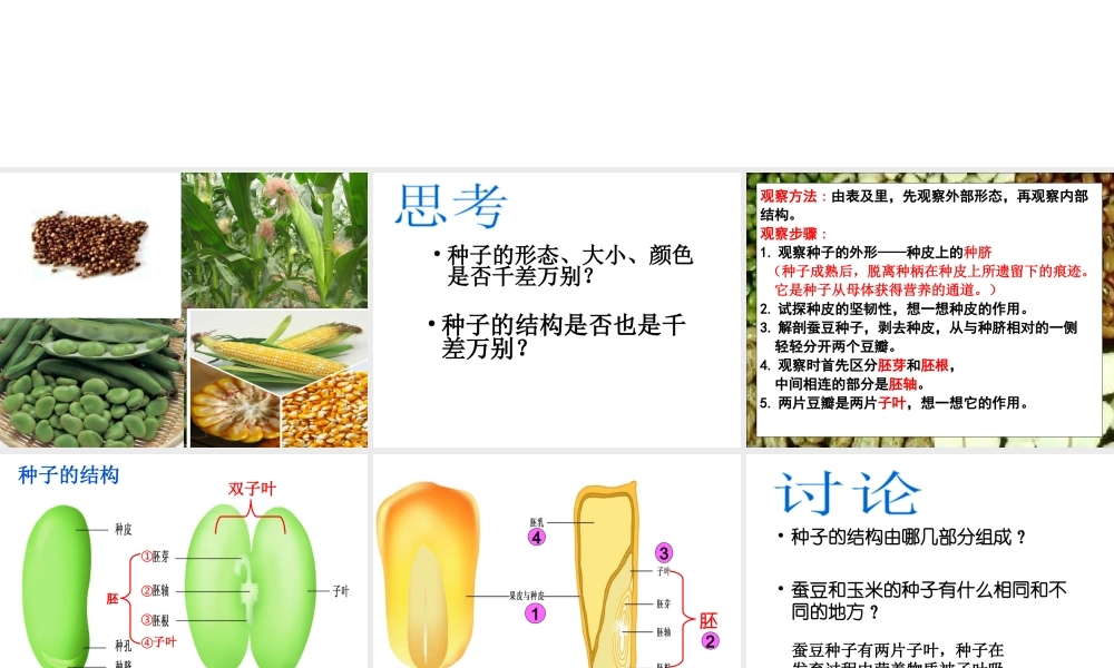 八年级生物上册 第7单元 第19章 第2节 植物的生长发育课件2 （新版）苏科版-（新版）苏科级上册生物课件