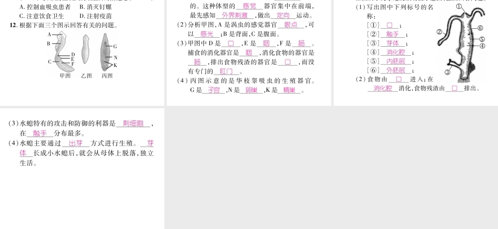 八年级生物上册 第五单元 第1章 第一节 腔肠动物和扁形动物课件 （新版）新人教版-（新版）新人教版初中八年级上册生物课件