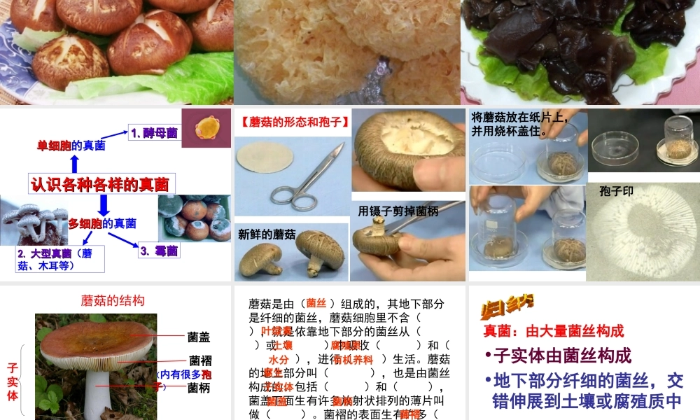 八年级生物上册 第5单元 第2章 第2节 食用真菌课件 （新版）冀教版-（新版）冀教版初中八年级上册生物课件