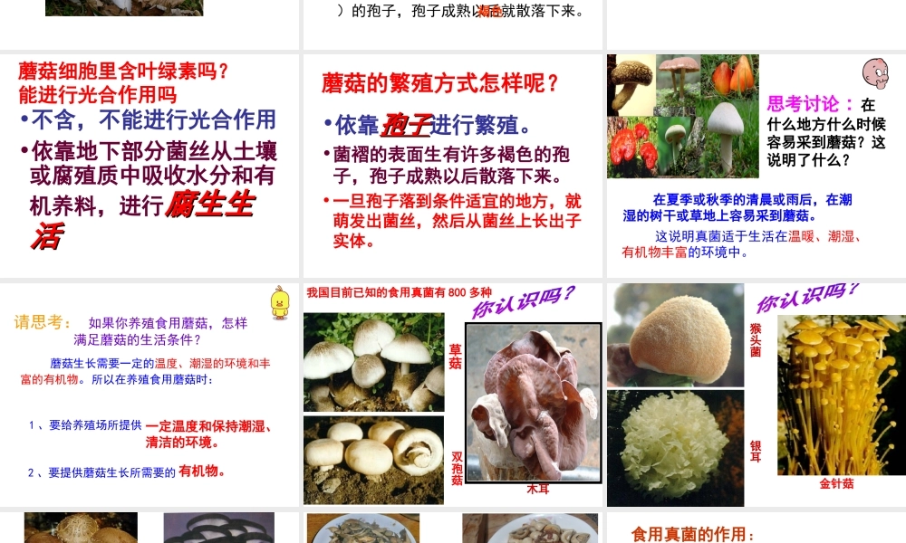 八年级生物上册 第5单元 第2章 第2节 食用真菌课件 （新版）冀教版-（新版）冀教版初中八年级上册生物课件