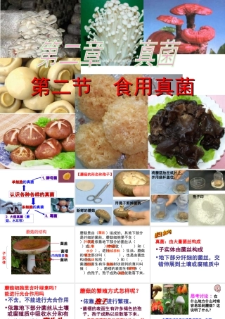 八年级生物上册 第5单元 第2章 第2节 食用真菌课件 （新版）冀教版-（新版）冀教版初中八年级上册生物课件