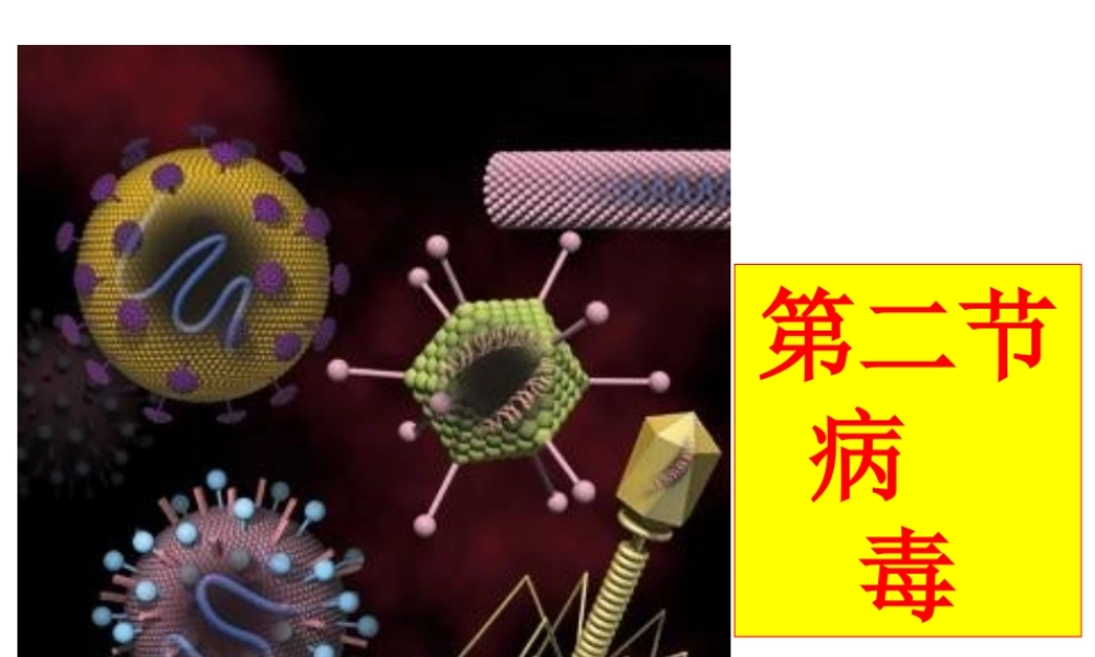 八年级生物上册 第五单元 第一章 第二节 病毒课件 冀少版-人教版初中八年级上册生物课件
