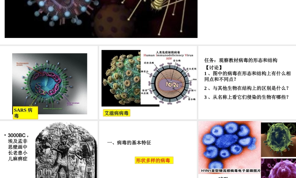 八年级生物上册 第五单元 第一章 第二节 病毒课件 冀少版-人教版初中八年级上册生物课件