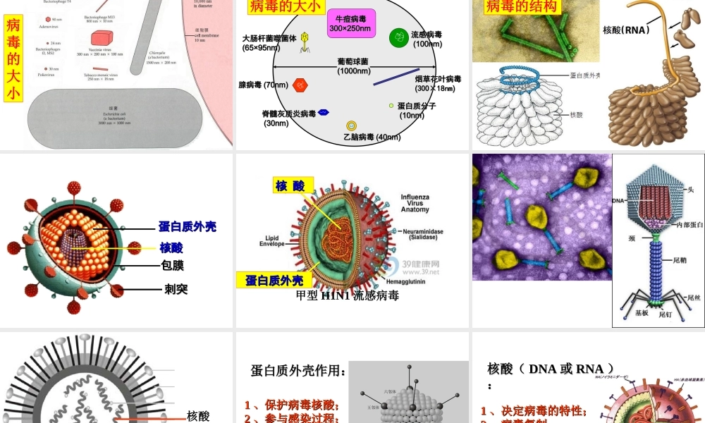 八年级生物上册 第五单元 第一章 第二节 病毒课件 冀少版-人教版初中八年级上册生物课件