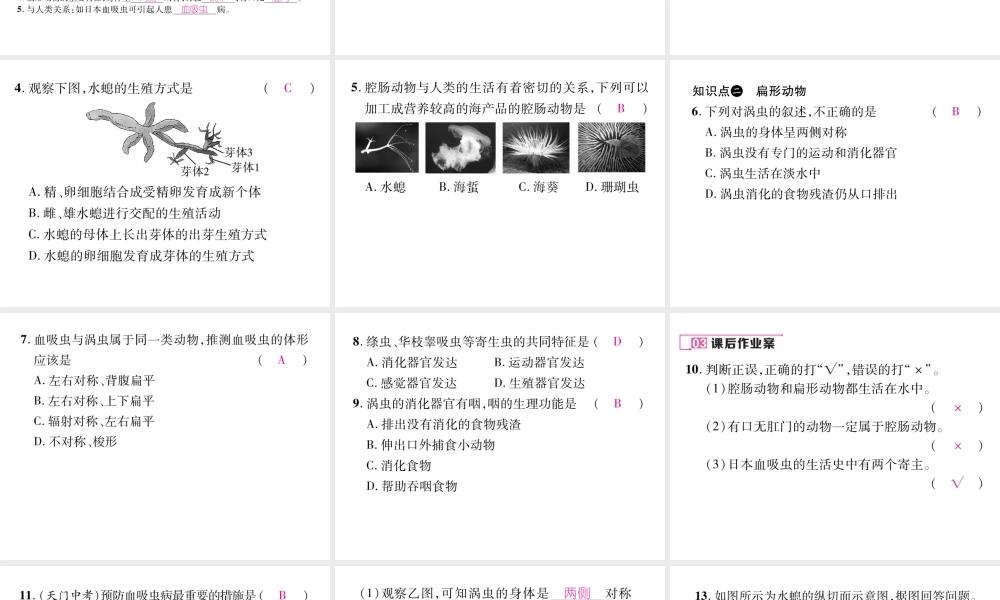 八年级生物上册 第五单元 第1章 第一节 腔肠动物和扁形动物课件 （新版）新人教版-（新版）新人教级上册生物课件