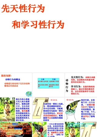 八年级生物上册 第二章 第二节 先天性行为和学习行为课件3 新人教版