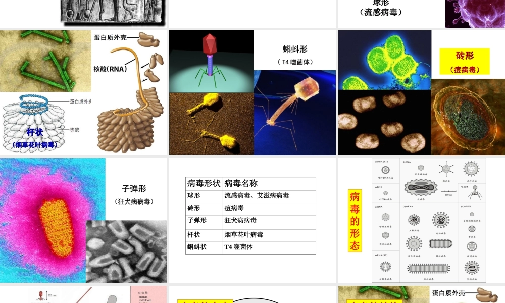 八年级生物上册 第五单元 第一章 第二节 病毒课件 冀少版-人教级上册生物课件