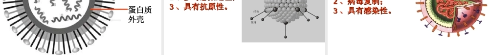 八年级生物上册 第五单元 第一章 第二节 病毒课件 冀少版-人教级上册生物课件