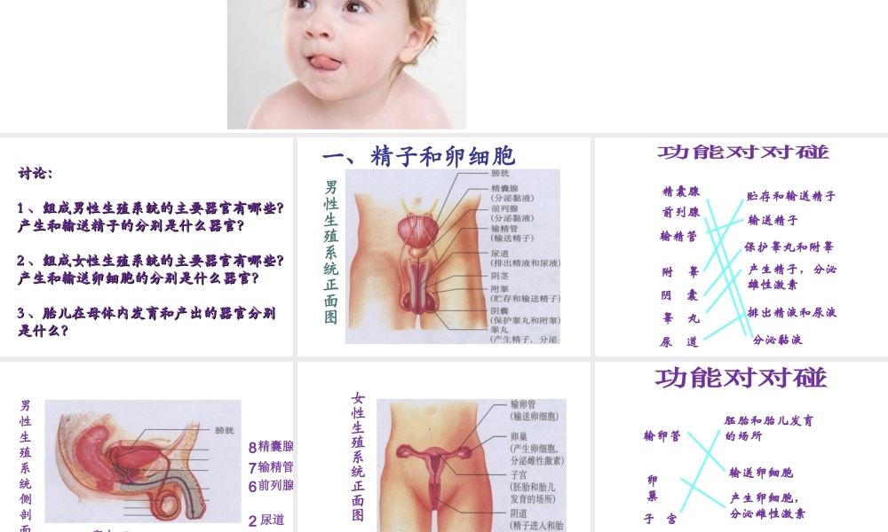 八年级生物上册 第7单元 第21章 第1节 人的生殖课件1 （新版）苏科版-（新版）苏科版初中八年级上册生物课件