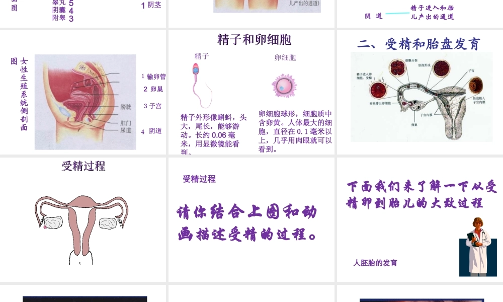 八年级生物上册 第7单元 第21章 第1节 人的生殖课件1 （新版）苏科版-（新版）苏科版初中八年级上册生物课件