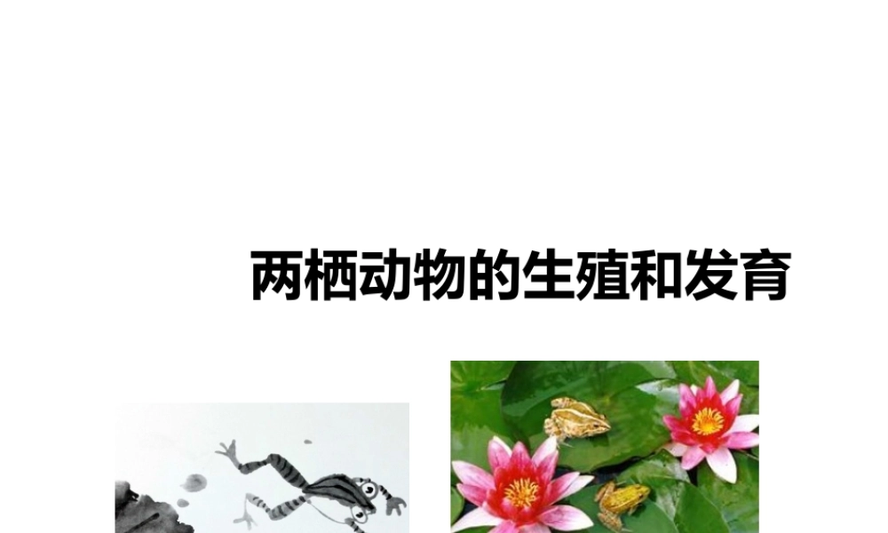 八年级生物上册 第二章 第二节《两栖动物的生殖和发育》课件 （新版）济南版